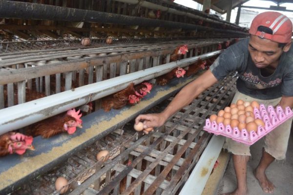 Ternak ayam petelur di Kemiling, Kota Bandar Lampung