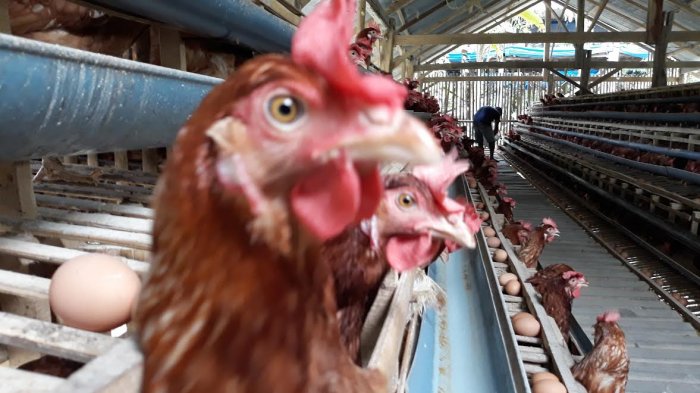 Monitoring dan Evaluasi Ternak Ayam Petelur Ternak ayam petelur di Tallo, Kota Makassar