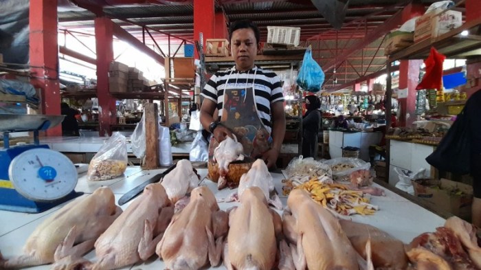 Atur Strategi, Sikapi Harga Ayam dan Telur Melambung Budidaya ayam di Teluk Betung Barat, Kota Bandar Lampung
