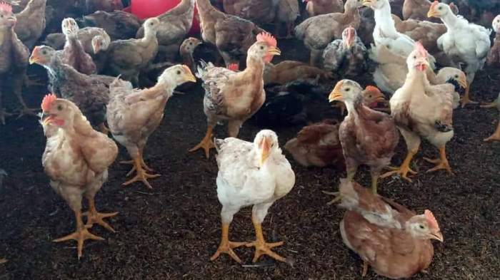 Ternak Ayam Kampung Bebas Bau Semakin Diminati Pengusaha Ternak Ayam Kampung Bebas Bau Semakin Diminati Pengusaha