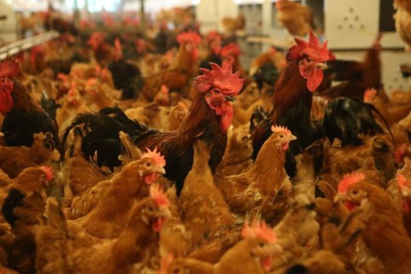 Ternak Ayam Kampung, Ini Jenis Ayam Full Daging yang Cepat Panen ...