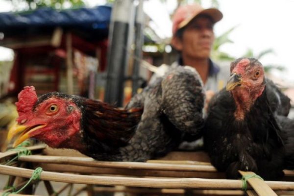 Ayam layer di Rantau Pandan, Kabupaten Bungo