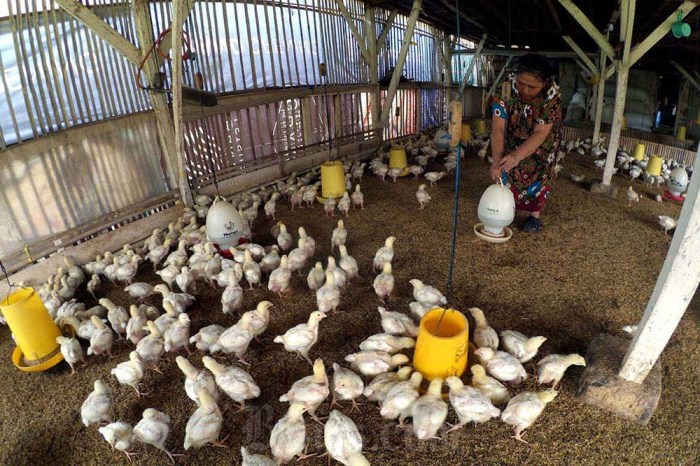 HPP Ayam Hidup jadi Rp18.000 per Kg, Pengusaha: Belum Untung, Tapi Tak ... HPP Ayam Hidup jadi Rp18.000 per Kg, Pengusaha: Belum Untung, Tapi Tak ...