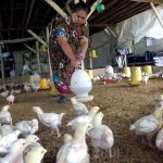 Ayam ternak di Patamuan, Kabupaten Padang Pariaman