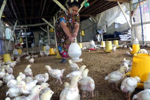 Ayam ternak di Patamuan, Kabupaten Padang Pariaman