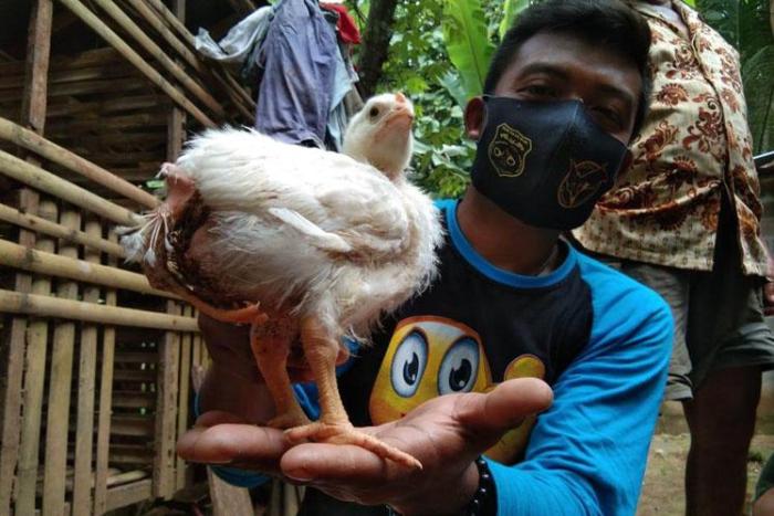 Ayam Unik di Kulonprogo Miliki 3 Kaki dan 2 Dubur