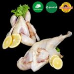 Promo Ayam Kampung Potong Utuh Karkas Asli Fresh 1 Ekor Diskon 10% Di ...