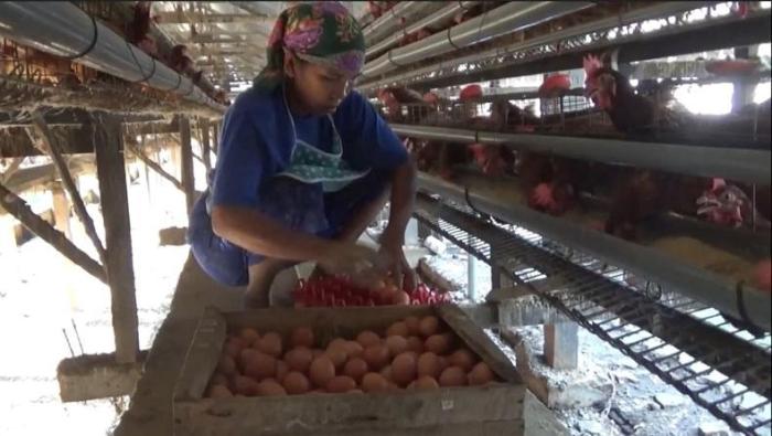 Ayam Ternak di Perak, Jombang