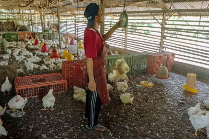 Peternak Bakal Kurangi Populasi Ayam Petelur Bulan Depan, Ada Apa? Ayam petelur jantan di Ulakan Tapakis, Kabupaten Padang Pariaman