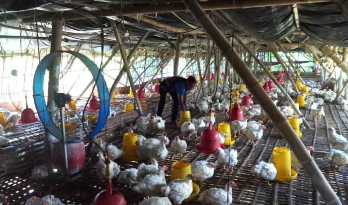 Ayam Ternak Di Rumah Ayam Dan Longgar Di Lapangan Foto Stok - Unduh ... Ayam Ternak di Lengkong, Nganjuk