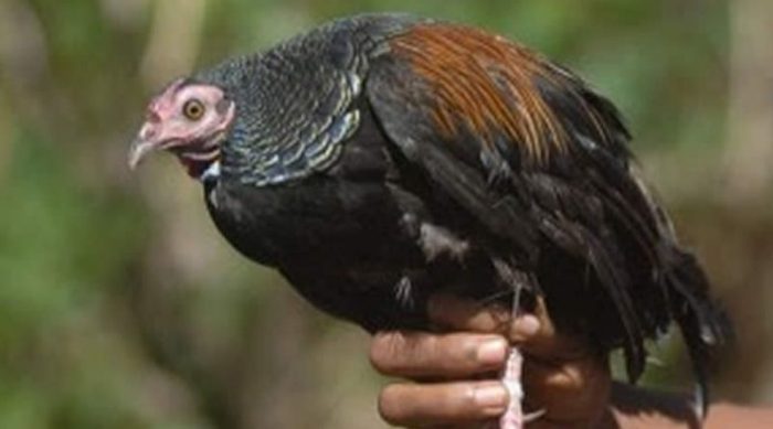 DAUN KETUM AYAM ?? - YouTube Daun penggemuk ayam di Haharu, Sumba Timur