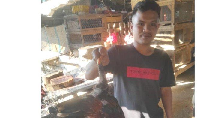 TELUR AYAM KAMPUNG AYAM JAWA AKA UNTUK DI TETASKAN | Lazada Indonesia