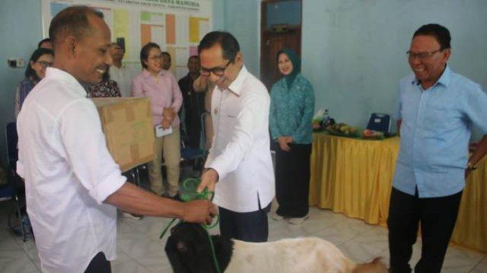 Daun penggemuk ayam di Amabi Oefeto, Kupang