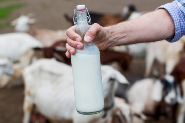 Susu kambing di Cimaung, Bandung