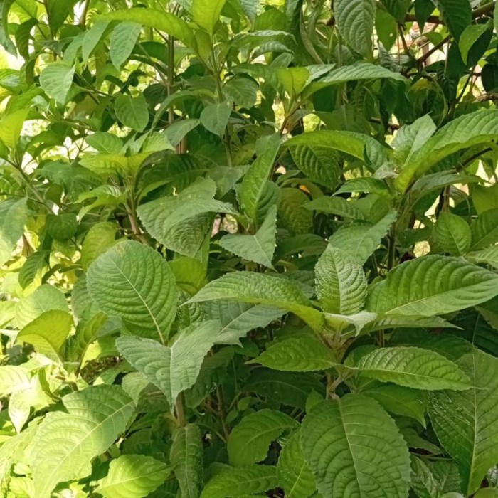 Keratan Batang Pokok Ketum Ayam | Shopee Malaysia Daun penggemuk ayam di Cerbon, Barito Kuala