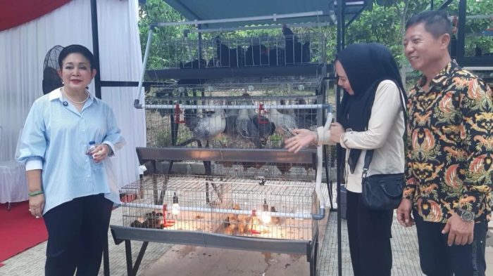 Titiek Soeharto Kunker Ke Peternakan Pembibitan Ayam di Gunung Sindur ... Ayam afkir di Gunung sindur, Bogor