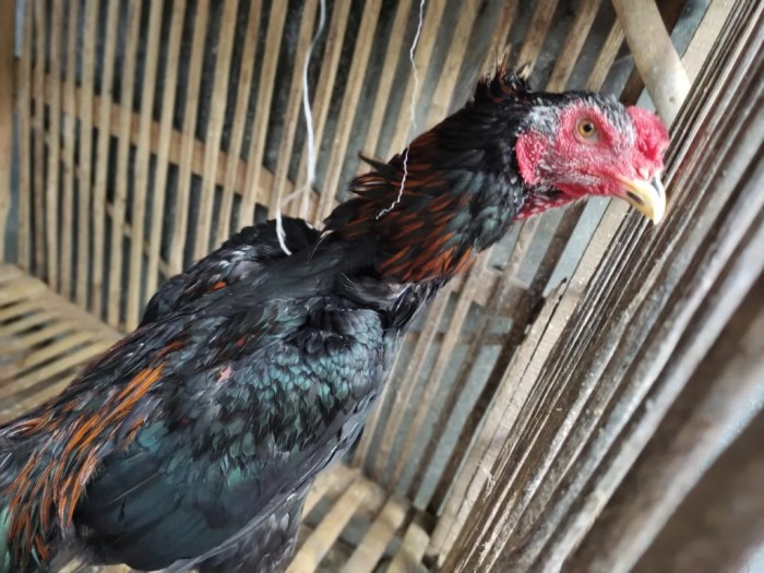 Rahasia Sisik Kaki Ayam Pembunuh - Beternak Ayam Budidaya ayam di Kasui, Way Kanan