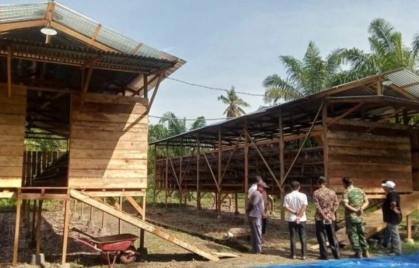 Ayam ternak di Pasaman, Kabupaten Pasaman Barat