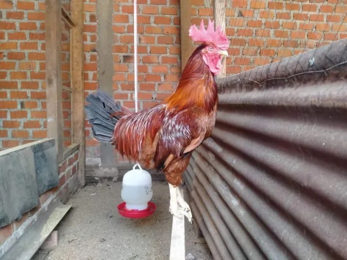 TELUR AYAM LARMOD/LAYER MODIF INDUKAN BESAR UNTUK DI TETASKAN | Lazada ... TELUR AYAM LARMOD/LAYER MODIF INDUKAN BESAR UNTUK DI TETASKAN | Lazada ...