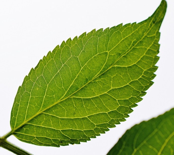 Daun penggemuk ayam di Apawer Hulu, Kab. Sarmi