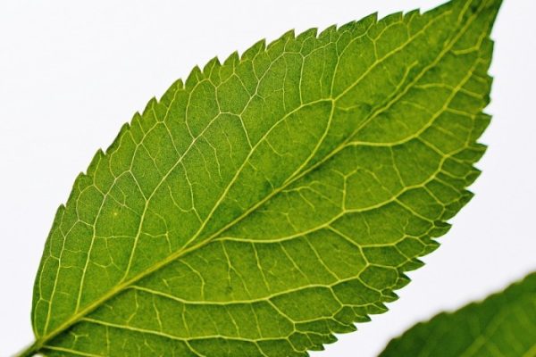 Daun penggemuk ayam di Kiwirok Timur, Kab. Pegunungan Bintang