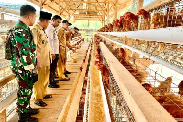 Cara Budidaya Ayam Kampung Super | Berita Terkini