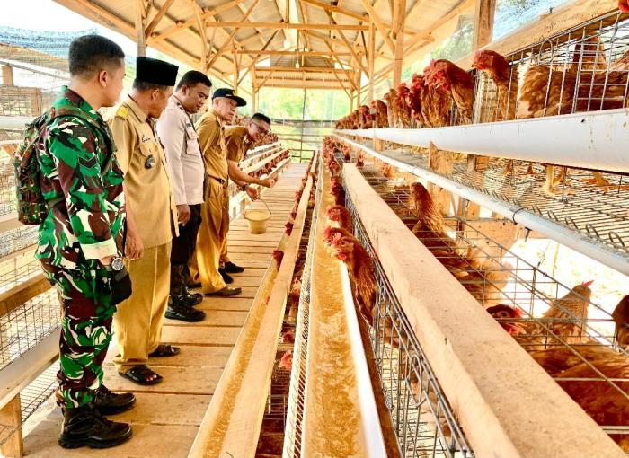 Cara Budidaya Ayam Kampung Super | Berita Terkini
