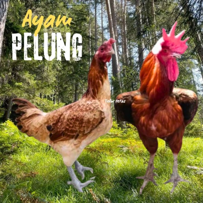Ayam pelung jumbo di Semin, Gunungkidul