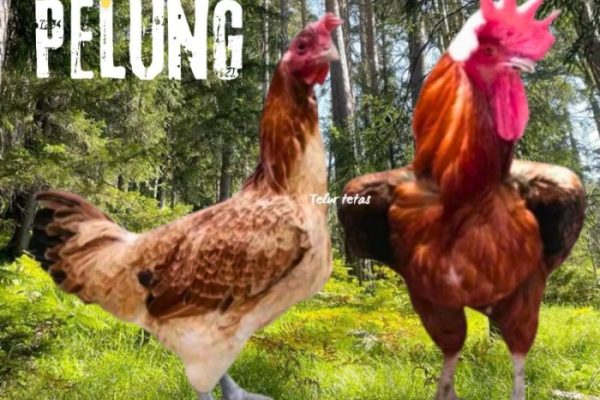 Jual telur ayam pelung jumbo super asli cianjur bisa untuk di tetaskan ...