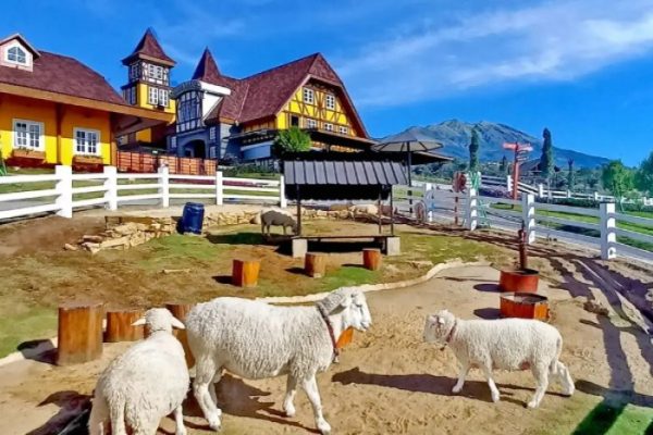 Susu kambing di Cepogo, Boyolali