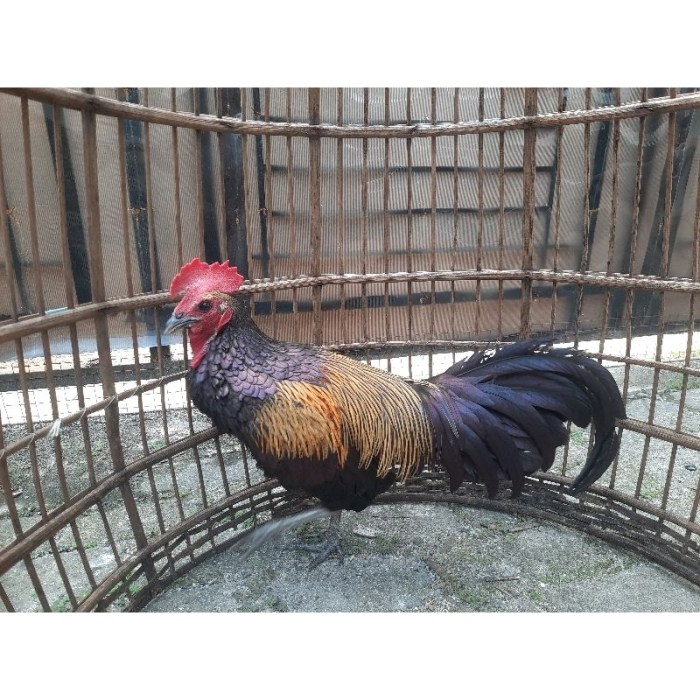 Jual Ayam Bekisar Jalak Wido SUPER | Shopee Indonesia Ayam afkir di Jatiasih, Kota Bekasi