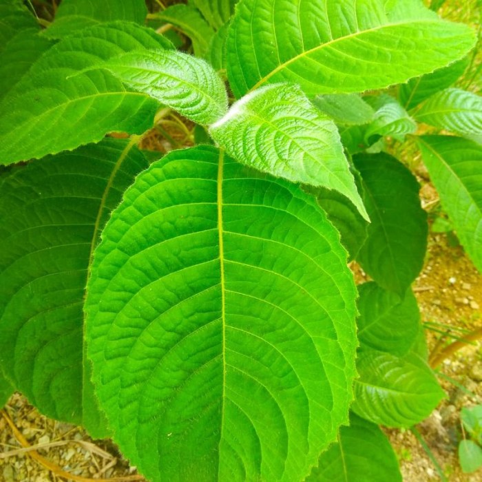 Promo Vitamin Penggemuk Ayam - Paket Ternak Nasa Untuk Ayam Diskon 23% ...