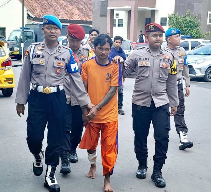 Gallery - Jual Ayam Petelur Afkir Cirebon