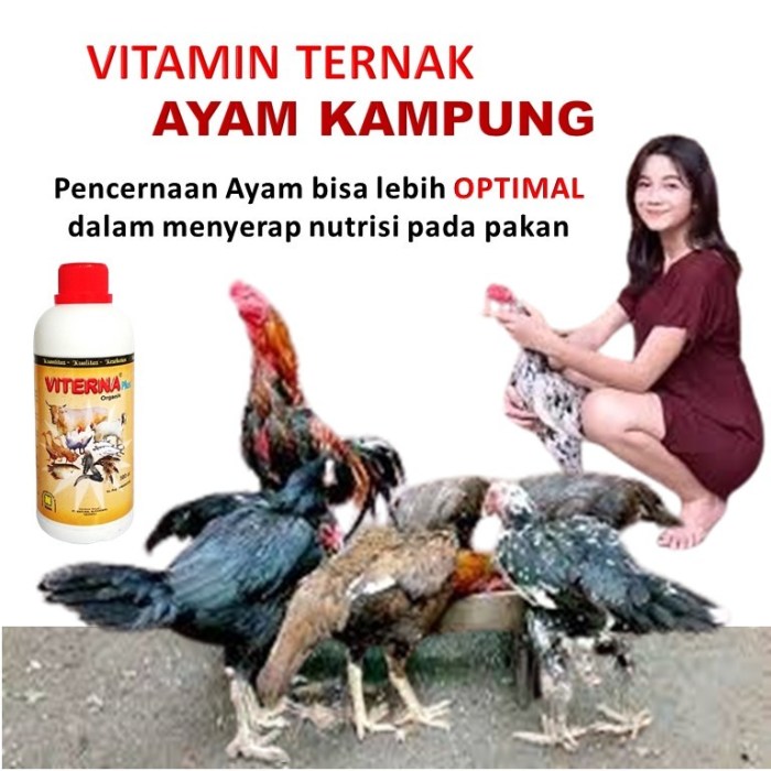 Daun penggemuk ayam di Kubu, Kab. Tolikara
