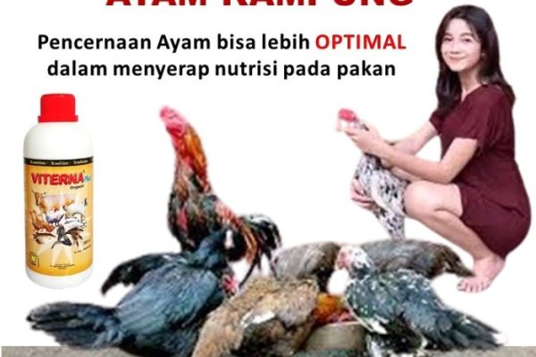 Daun penggemuk ayam di Sarjo, Pasangkayu