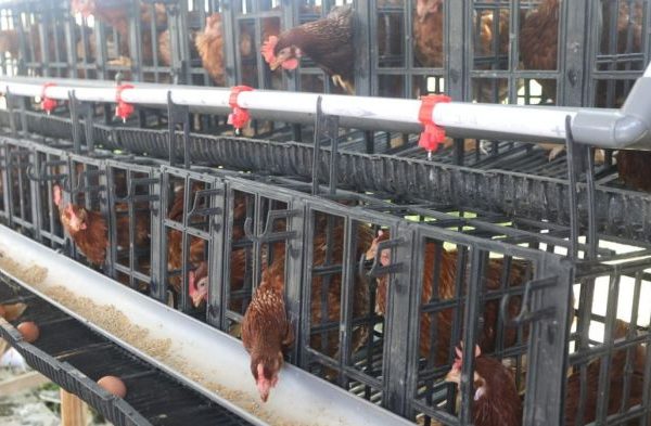 Ternak ayam petelur di Aitinyo Tengah, Kab. Maybrat