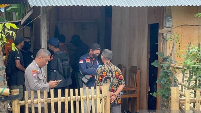 Daun penggemuk ayam di Tojo Barat, Tojo Una-una