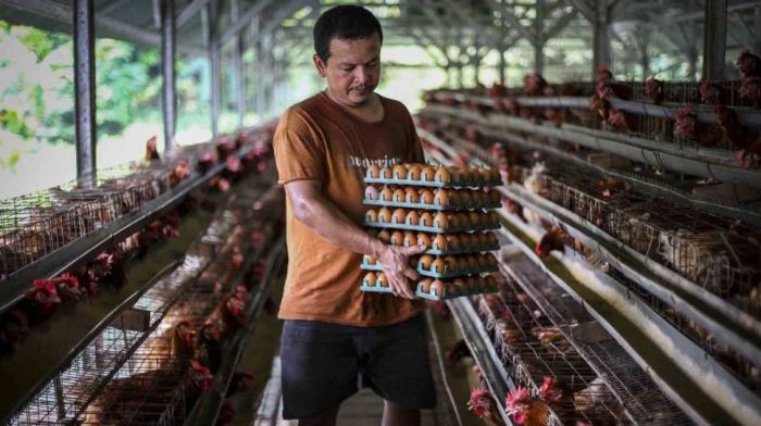 peternakan ayam petelur di parung bogor peternakan ayam petelur di parung bogor