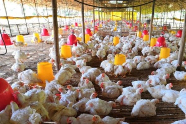 Budidaya ternak ayam di Gondang, Sragen