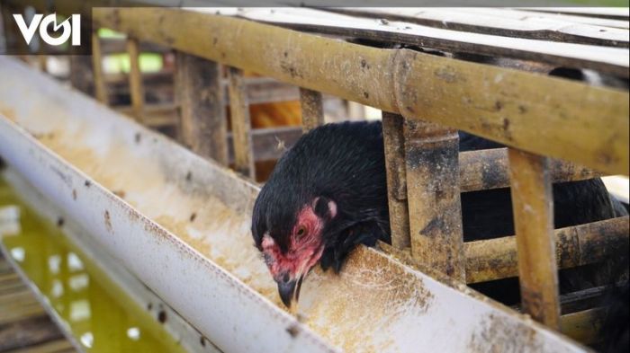 Pelatihan Bisnis Ternak Ayam Kampung Ternak Ayam Kampung di Darul Falah, Aceh Timur