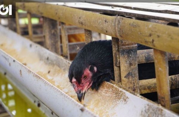 Ternak Ayam Kampung di Pakuan Ratu, Way Kanan