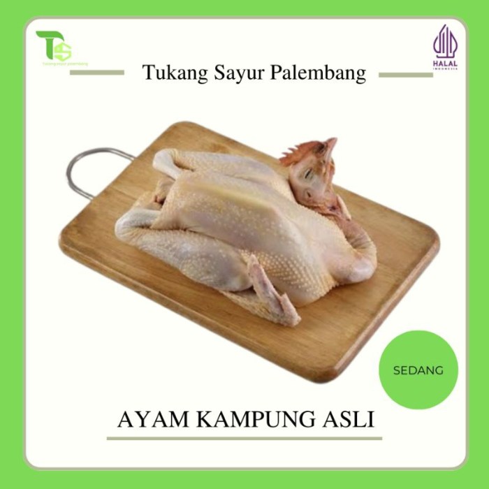 Jual Ayam Kampung - Ayam kampung Asli - Ayam kampung Palembang - Ayam ... Harga ayam kampung potong di Sidomulyo, Lampung Selatan