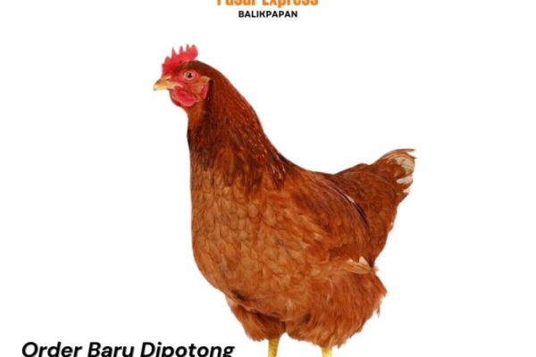 Ayam merah petelur di Cijeungjing, Ciamis