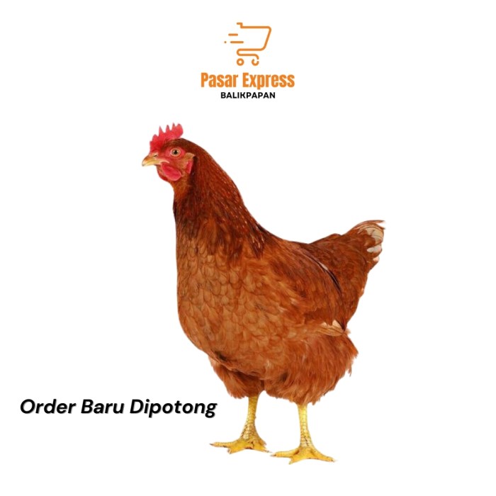 ayam petelur merah - James King Ayam merah petelur di Jatinagara, Ciamis