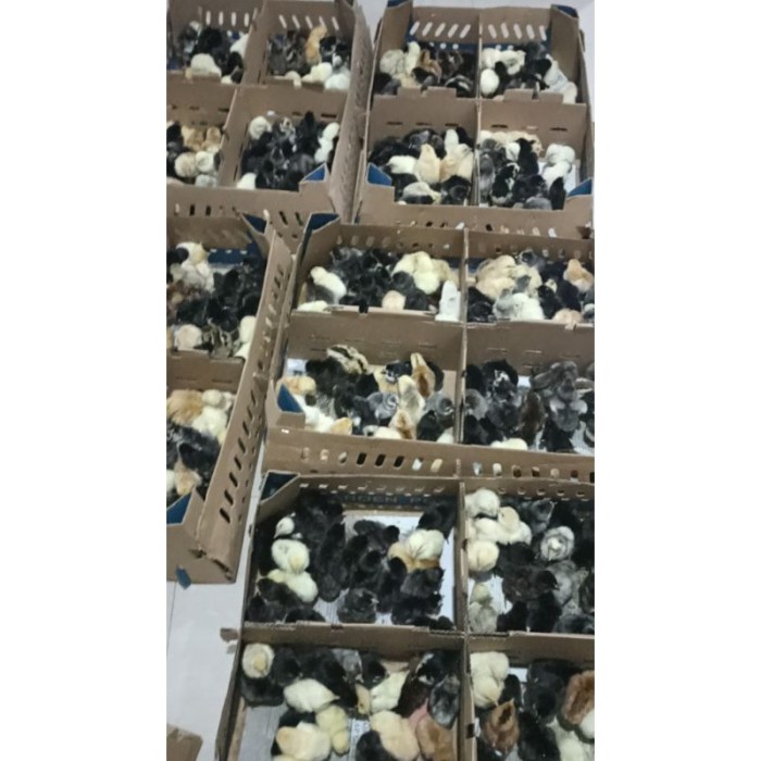 Jual Buku Ayam Elba Kampung Petelur Super | Shopee Indonesia Ayam elba kampung petelur super di Batuputih, Sumenep