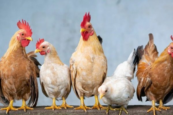 Ayam arab petelur di Pangururan, Samosir