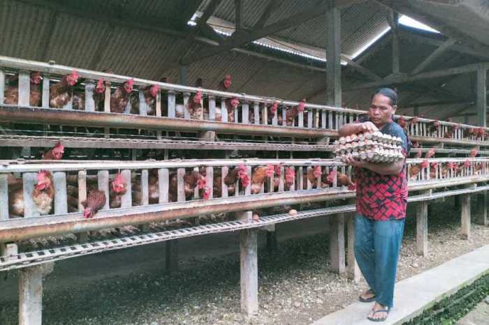 peternakan ayam petelur ud. legi jaya kabupaten jember jawa timur Ternak ayam petelur di Nioga, Kab. Puncak Jaya