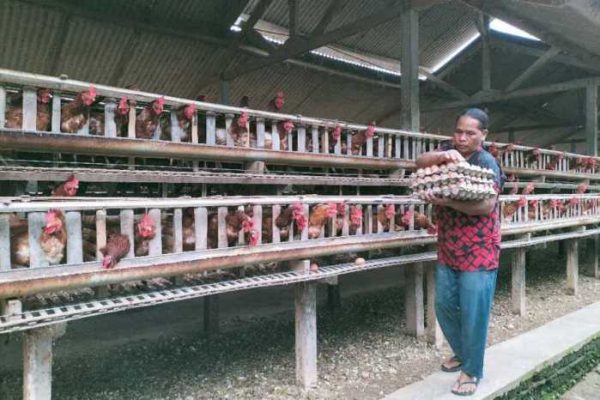 Ternak ayam petelur di Nanga Pinoh, Melawi