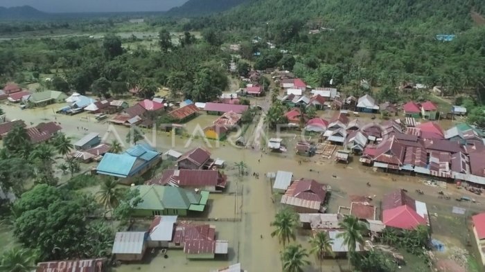 BANJIR DI KONAWE UTARA | ANTARA Foto Daun penggemuk ayam di Landawe, Konawe Utara
