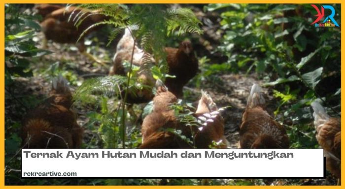 Ternak Ayam Hutan Mudah dan Menguntungkan - rekreartive Ternak ayam pedaging di Hutan, Bengkulu Utara